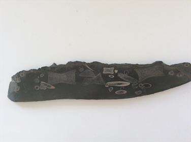 Ichthyosaurus  Polished Display Bone 1 Specimen Whiby UK 38cm x 7cm 889gms approx Stone Treasures Fossils4sale