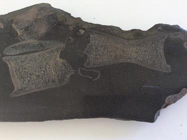 Icythyosaur Polished Display Bone Specimen 3 Whiby UK 31cm x 8cm 666gms approx Stone Treasures Fossils4sale