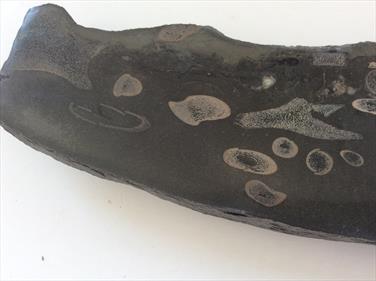 Icythyosaur Polished Display Bone Specimen 3 Whiby UK 31cm x 8cm 666gms approx Stone Treasures Fossils4sale