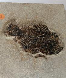 Fish Fossil 2 Priscacara serrata Green River Wyoming 17cm x 16cm Overall 759gms Approx  Stone Treasures Fossils4sale