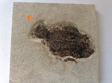 Fish Fossil 2 Priscacara serrata Green River Wyoming 17cm x 16cm Overall 759gms Approx  Stone Treasures Fossils4sale