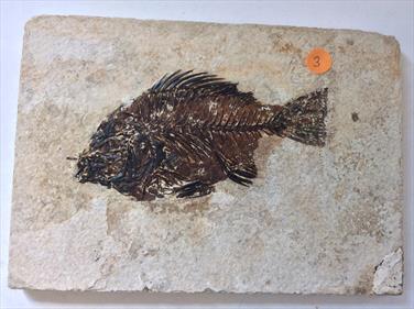 Fish Fossil 3 Priscacara serrata Green River Wyoming 18cm x 16.5cm Overall 530gms Approx Stone Treasures Fossils4sale
