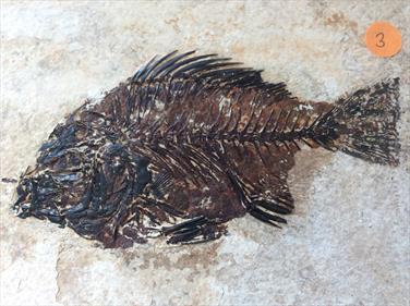 Fish Fossil 3 Priscacara serrata Green River Wyoming 18cm x 16.5cm Overall 530gms Approx