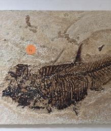 Fish Diplomystus denatus 4 Fossil Green River Wyoming 22cm x15cm Overall  576g approx Stone Treasures Fossils4sale