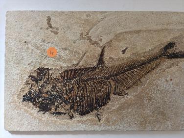 Fish Diplomystus denatus 4 Fossil Green River Wyoming 22cm x15cm Overall  576g approx Stone Treasures Fossils4sale