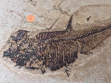 Fish Diplomystus denatus Fossil 4 Green River Wyoming 22cm x15cm Overall 576g approx Stone treasures Fossils4sale