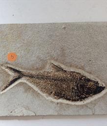 Fish Diplomystus denatus 5 Fossil Green River Wyoming 22cm x 12cm Overall  363g approx Stone Treasures Fossils4sale