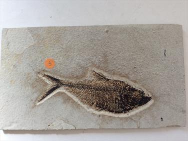 Fish Diplomystus denatus 5 Fossil Green River Wyoming 22cm x 12cm Overall  363g approx Stone Treasures Fossils4sale