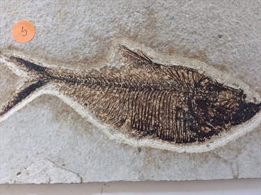 Fish Diplomystus denatus 5 Fossil Green River Wyoming 22cm x 12cm Overall 363g approx Stone Treasures Fossils4sale
