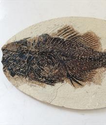 Fish Fossil 4 Priscacara serrata Green River Wyoming 17cm x 11cm Overall 163gms Approx Stonr Treasures Fossils4sale
