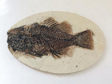 Fish Fossil 4 Priscacara serrata Green River Wyoming 17cm x 11cm Overall 163gms Approx Stonr Treasures Fossils4sale
