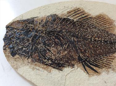 Fish Fossil 4 Priscacara serrata Green River Wyoming 17cm x 11cm Overall 163gms Approx Stonr Treasures Fossils4sale