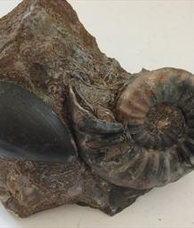Aegasteroceras Ammonite & Cardinia fossil in matrix. Scunthorpe diameter approx 6cm. Matrix 15cm x10cm 914gms Stone Treasures Fossils4sale