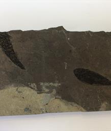 Fish Osteolepis macrolepidotus 15cm x 30cm x 2.5cm 2.46Kg Devonian Orkney Stone Treasures Fossils4sale