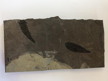 Fish Osteolepis macrolepidotus 15cm x 30cm x 2.5cm 2.46Kg Devonian Orkney Stone Treasures Fossils4sale