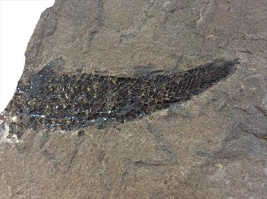 Fish Osteolepis macrolepidotus 15cmx30cmx2,5cm 2.46Kg Devonian Orkney Stone Treasures Fossils4sale