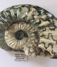 Aegasteroceras Ammonite Scunthorpe. diameter 17.5cm. Depth 11.5cm 1.245Kg Stone Treasures Fossils4sale