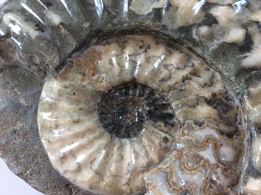 Aegasteroceras Ammonite Scunthorpe. diameter 17.5cm. Depth 11.5cm 1.245Kg Stone Treasures Fossils4sale