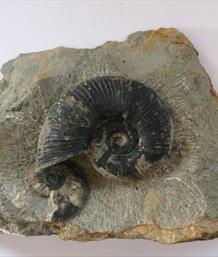 Lytoceras & Amaltheus ammonites in matrix. Ammonites d 10cm & 5cm  approx 2.47kg Eype Dorset Stone Treasures Fossils4sale