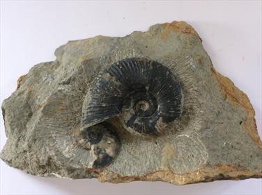 Lytoceras & Amaltheus ammonites in matrix. Ammonites d 10cm & 5cm  approx 2.47kg Eype Dorset Stone Treasures Fossils4sale