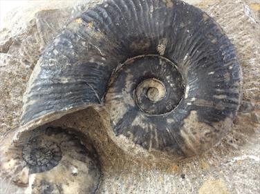Lytoceras & Amaltheus ammonites in matrix. Ammonites d 10cm & 5cm  approx 2.47kg Eype Dorset Stone Treasures Fossils4sale