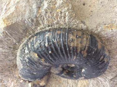 Lytoceras & Amaltheus ammonites in matrix. Ammonites d 10cm & 5cm approx 2.47kg Eype Dorset Stone Treasures Fossils4sale