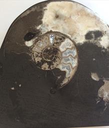 Ammonite Whitby Polished Slab Freestanding 13.5cm x 12.5cm 956gms Stone Treasures Fossils4sale