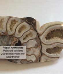 Scunthorpe cut & Polished Ammonite section 10.5 x 5.5cm 191gms  Stone Treasures Fossils4sale