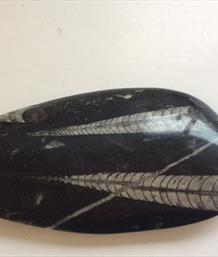 Orthoceras polished specimen Morocco 13.5cm x 6.4cm 220gms Stone Treasures Fossils4sale