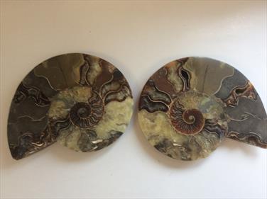 Ammonite Pair Large Cut & Polished Madagascar Diameter 17cm 1.11Kg Stone Treasures Fossils4sale