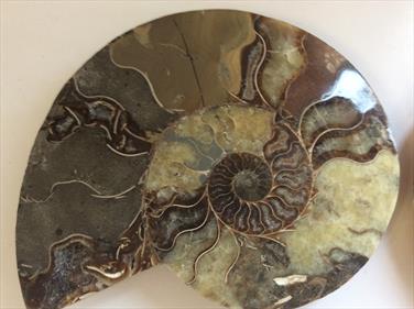 Ammonite Pair Large Cut & Polished Madagascar Diameter 17cm 1.11Kg Stone Treasures Fossils4sale