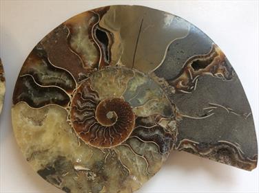 Ammonite Pair Large Cut & Polished Madagascar Diameter 17cm 1.11Kg Stone Treasures Fossils4sale