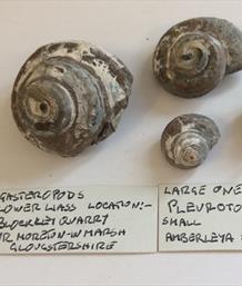 Gastropod x4 specimens 98g, 36g, 12, &11g approx Old Collection Brockley Quarry Gloucstershire Stone Treasures Fossils4sale