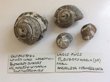 Gastropod x4 specimens 98g, 36g, 12, &11g approx Old Collection Brockley Quarry Gloucstershire Stone Treasures Fossils4sale
