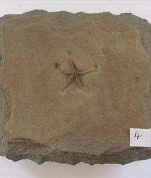 Starfish Fossil Palaeocoma egertoni Eype Dorset 2.5cm x 2.5cm. Block 12cm x 11cm 679Kg approx Stone Treasures Fossils4sale
