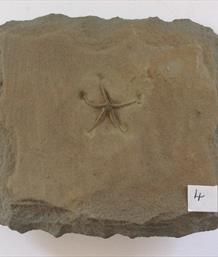 Starfish Fossil Palaeocoma egertoni Eype Dorset 2.5cm x 2.5cm. Block 12cm x 11cm 679g approx Stone Treasures Fossils4sale