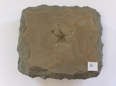 Starfish Fossil Palaeocoma egertoni Eype Dorset 2.5cm x 2.5cm. Block 12cm x 11cm 679Kg approx Stone Treasures Fossils4sale