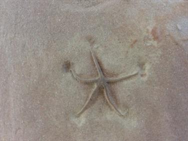 Starfish Fossil Palaeocoma egertoni Eype Dorset 2.5cm x 2.5cm. Block 12cm x 11cm 679Kg approx Stone Treasures Fossils4sale