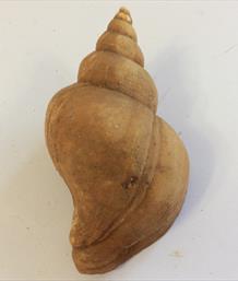  Whelk fossil Neptunea contraria 6cm 22gms Red Crag Walton on the Naze Pliocene Stone Treasures Fossils4sale