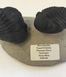 Trilobite rare double fossil Phacops Rana Atlas Mtns Matrix 12.5cm x 9.5cm 683g Stone Treasures Fossils4sale