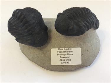 Trilobite rare double fossil Phacops Rana Atlas Mtns Matrix 12.5cm x 9.5cm 683g Stone Treasures Fossils4sale