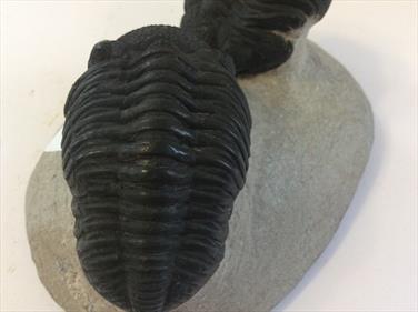 Trilobite rare double fossil Phacops Rana Atlas Mtns Matrix 12.5cm x 9.5cm 683g Stone Treasures Fossils4sale