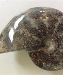 Phylloceras Ammonite Polished From Madagascar - Diameter 10cm 324g Fossils4sale Stone Treasures