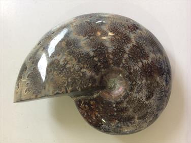Phylloceras Ammonite Polished From Madagascar - Diameter 10cm 324g Fossils4sale Stone Treasures