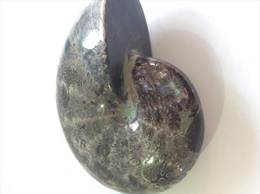 Phylloceras Ammonite Polished From Madagascar - Diameter 10cm 324g Fossils4sale Stone Treasures