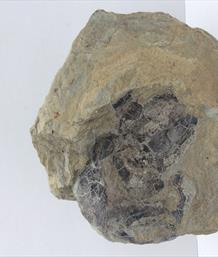 Coccosteus Rare Fossil Fish Head Unprepared Specimen From Cromarty Ross-shire. 12x8.5cm, 3.4kg Stone Treasures Fossils4sale