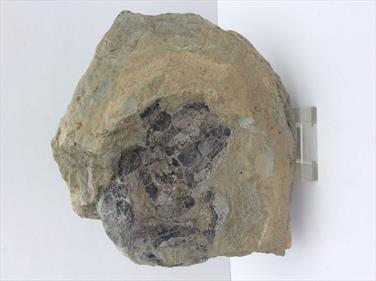Coccosteus Rare Fossil Fish Head Unprepared Specimen From Cromarty Ross-shire. 12x8.5cm, 3.4kg Stone Treasures Fossils4sale