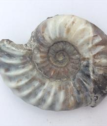 Aegasteroceras Polished Ammonite From Scunthorpe  Stone Treasures Fossils4sale