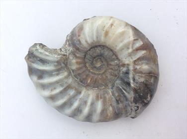 Aegasteroceras Polished Ammonite From Scunthorpe - Diameter 9cm, 190g. Stone Treasures Fossils4sale