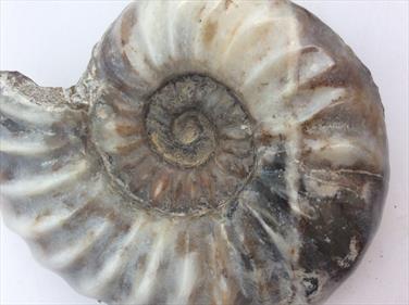 Aegasteroceras Polished Ammonite From Scunthorpe From Scunthorpe - Diameter 9cm, 190g. Stone Treasures Fossils4sale From Scunthorpe - Diamteter 9cm, 190g. Stone Treasures Fossils4sale